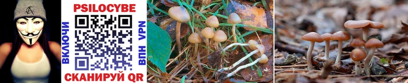 Псилоцибиновые грибы Cubensis  Трёхгорный 